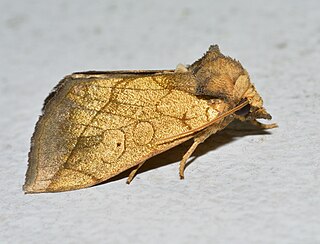 <i>Basilodes pepita</i> Species of moth