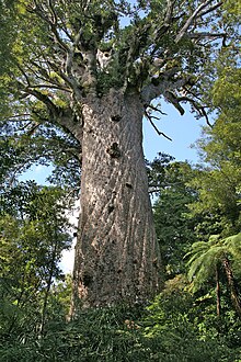 00 29 0496 Waipoua Forest NZ - Kauri Baum Tane Mahuta.jpg