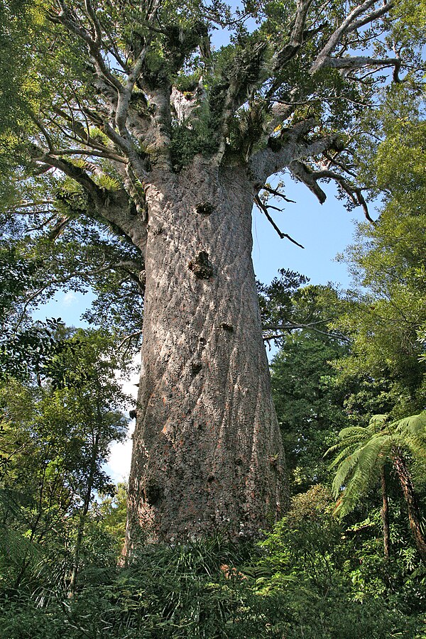 Tāne Mahuta, the biggest kauri (Agathis australis) tree alive, in the Waipoua Forest of the Northland Region of New Zealand.