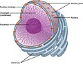 Thumbnail for Nuclear membrane