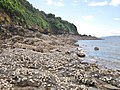 Huîtres sauvages sur l'estran rocheux de la côte nord de la Grande Île du Bindy.