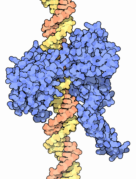 File:073-Topoisomerases Topo I-1a36.png