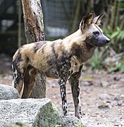 African wild dog