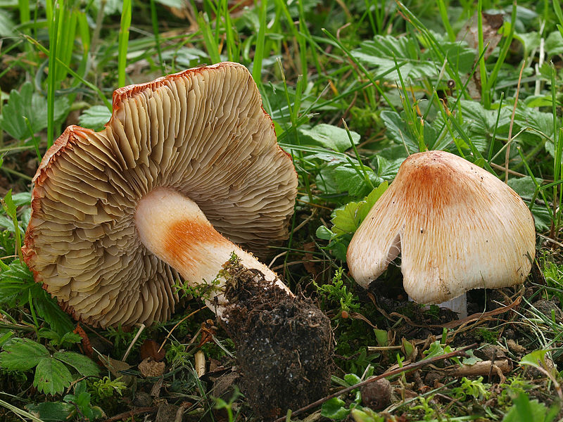 File:2010-05-27 Inocybe erubescens.jpg