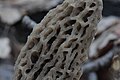 Morchella tomentosa