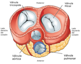 Cuerdas tendinosas y músculos papilares de las válvulas mitral y tricúspide