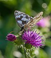 Schachbrettfalter - Melanargia galathea