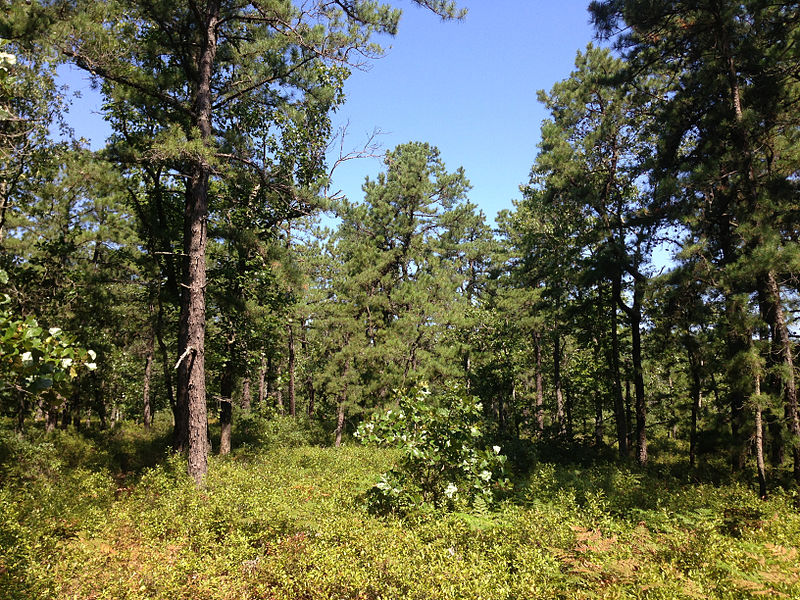 File:2014-08-27 11 29 56 Forest near the north edge of Wharton State Forest in Tabernacle Township, New Jersey.JPG