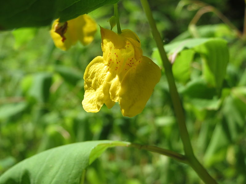 File:20140622Impatiens noli-tangere1.jpg