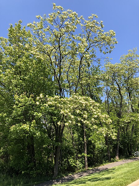 File:2020-05-13 13 03 32 Black Locust blooming along Stone Heather Drive in the Franklin Farm section of Oak Hill, Fairfax County, Virginia.jpg