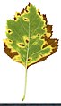 * Nomination Crataegus. Leaf abaxial side. --Knopik-som 00:20, 15 October 2021 (UTC) * Promotion  Support Good quality -- Johann Jaritz 02:50, 15 October 2021 (UTC)