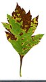 * Nomination Crataegus. Leaf adaxial side. --Knopik-som 03:51, 21 October 2021 (UTC) * Promotion  Support Good quality -- Johann Jaritz 04:12, 21 October 2021 (UTC)