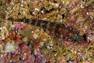 <span class="mw-page-title-main">Steinitz's goby</span> Species of fish