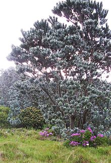 Adult specimen growing on the eastern slopes of Table Mountain, near Rhodes Memorial. 2 Large Silvertree - Leucadendron argenteum - CT.jpg