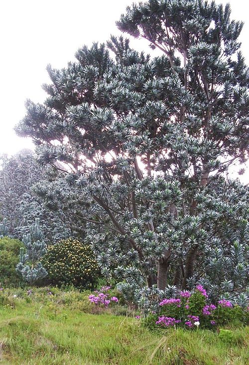 Adult specimen growing on the eastern slopes of Table Mountain, near Rhodes Memorial.