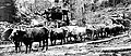 regiowiki:Datei:36Team of oxen hauling logs along skid road with donkey engine in background, Washington, nd (INDOCC 410)1.jpg
