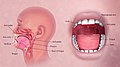 3D Medical Animation Oral Cavity.jpg