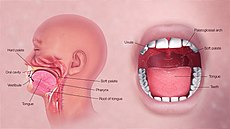 3D Medical Animation Oral Cavity.jpg