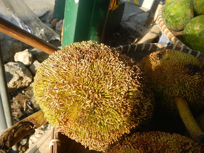 File:8158Marang Philippines Artocarpus odoratissimus 02.jpg