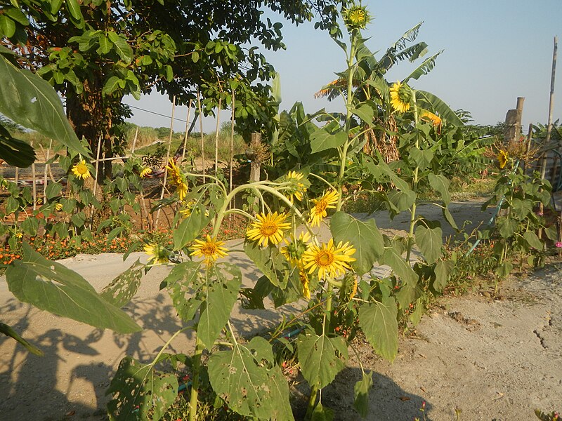 File:9941Bangkal Sunflowers in Bulacan 09.jpg