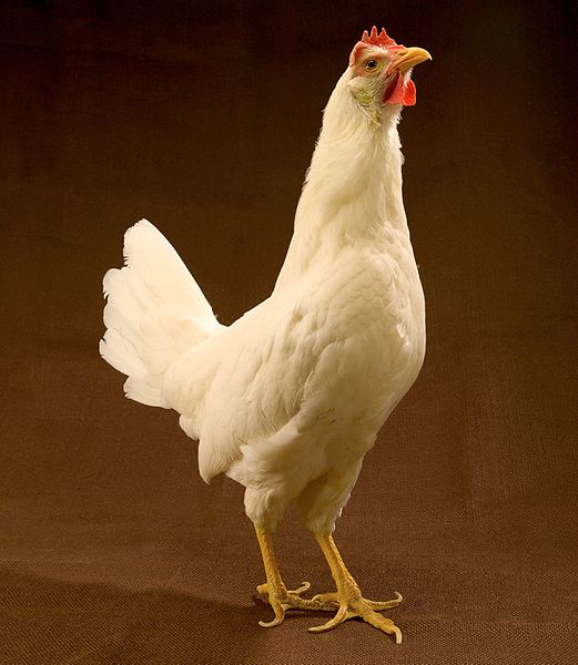 File:ARS-White Leghorn hen (cropped).jpg