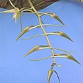 A and B Larsen orchids - Angraecum Veitchii 0933x.jpg