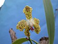 A and B Larsen orchids - Vandopsis parishii DSCN5308.JPG