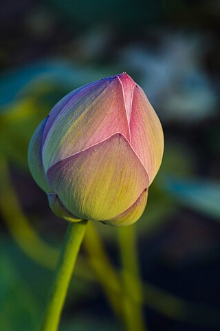 A lotus bud shot on a winter late noon.jpg