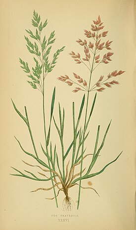 Niittynurmikka (Poa pratensis)