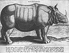 Носорог. 1584