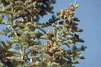 Foliage, cones