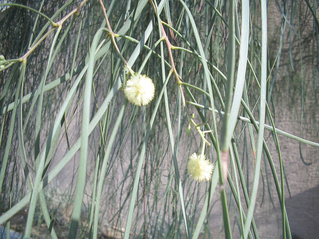 Acacia stenophylla