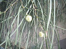 Flores-acacia-stenophylla.jpg