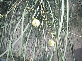 Acacia stenophylla flowers