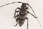 Thumbnail for Acanthocinus obliquus