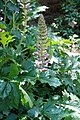 Acanthus mollis