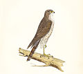 Accipiter nisus - drawing - F O Morris-1895.jpg