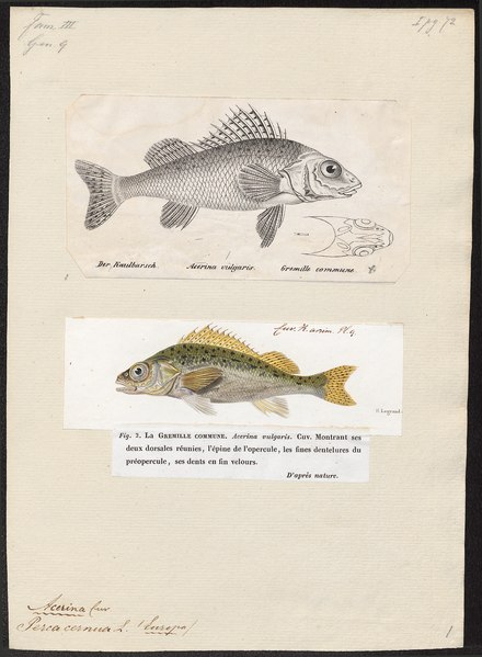 File:Acerina cernua - - Print - Iconographia Zoologica - Special Collections University of Amsterdam - UBA01 IZ12900094.tif