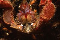 close-up of the mouthparts of the hotlips spider crab Achaeopsis spinulosa02.jpg