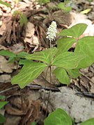 Achlys japonica