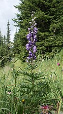 Aconitum napellus 230705