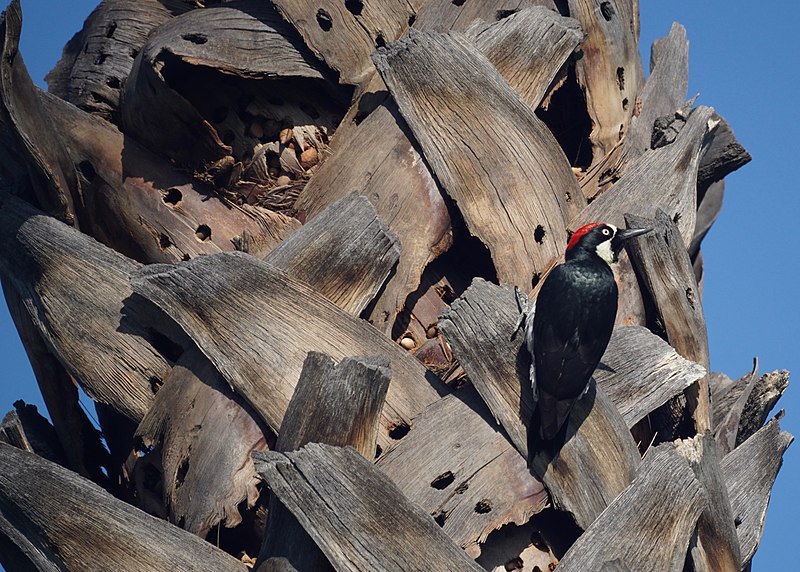 File:Acorn woodpecker (30821037175).jpg