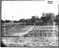 Adult and child working in large garden n.d. (3195515240).jpg