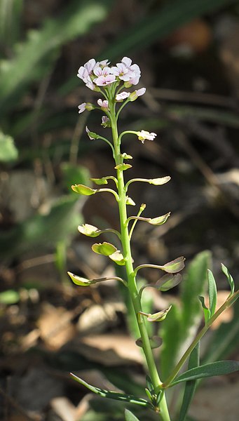 File:Aethionema saxatile 2 RF.jpg