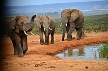 Afriški slon je ena izmed živali, ki spada v veliko peterico afriških živali. To je največji kopenski sesalec.