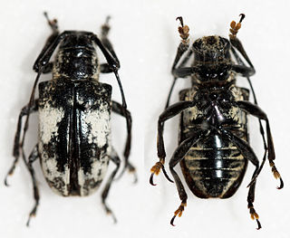 <i>Agelasta albomarmorata</i> species of beetle