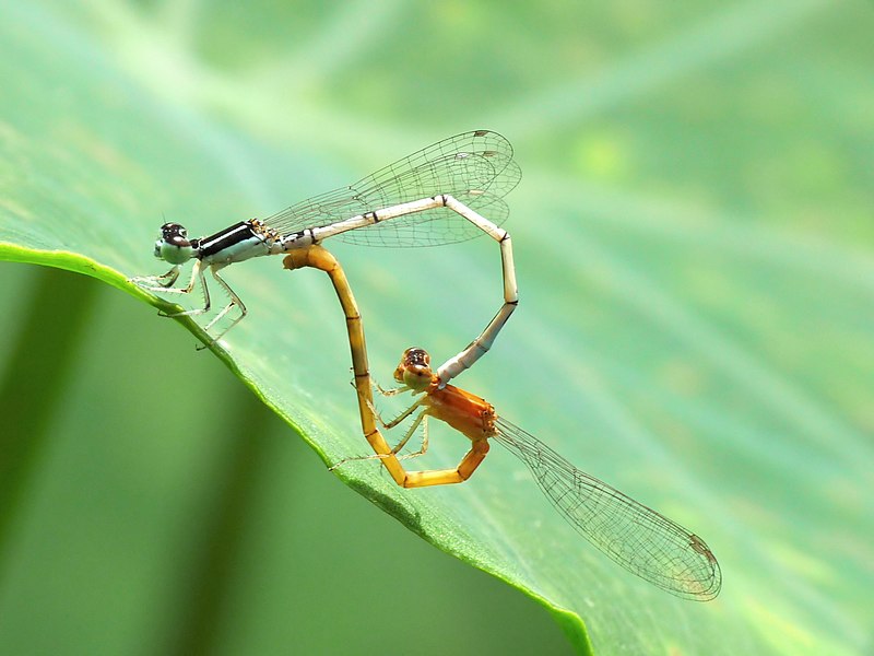 File:Agriocnemis pieris mating at Kadavoor.jpg