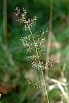 Agrostis.canina.jpg