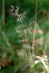 Inflorescence Agrostis.canina.jpg