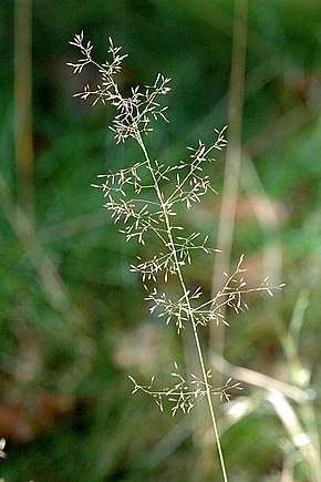 Descrizione dell'immagine Agrostis.canina.jpg.